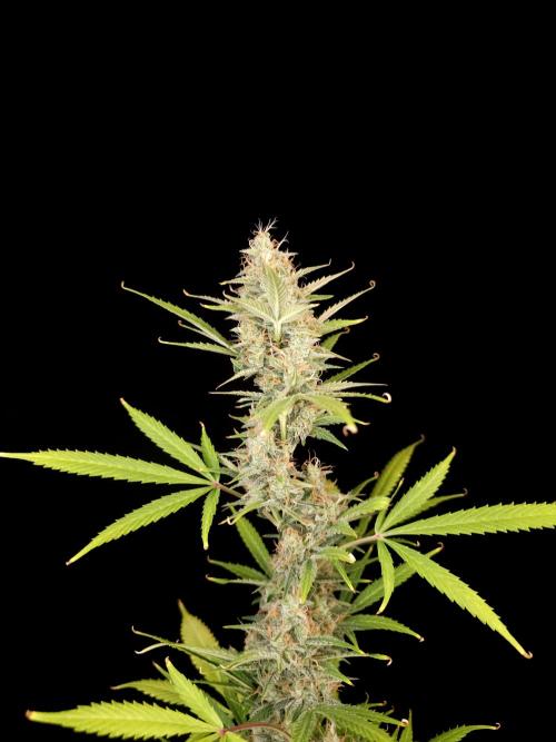 White widow auto 2. Week 9