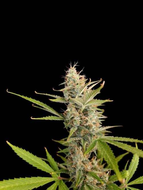 White widow auto 2. Week 9