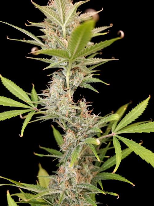 White widow auto 2. Week 9