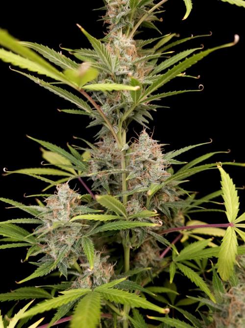 White widow auto 2. Week 9