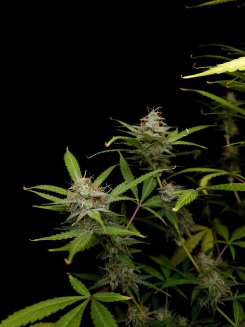 White widow auto 2. Week 9