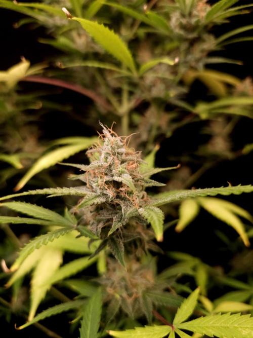 White widow auto 2. Week 9
