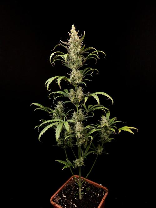 Girl scoute cookies auto. Week 9