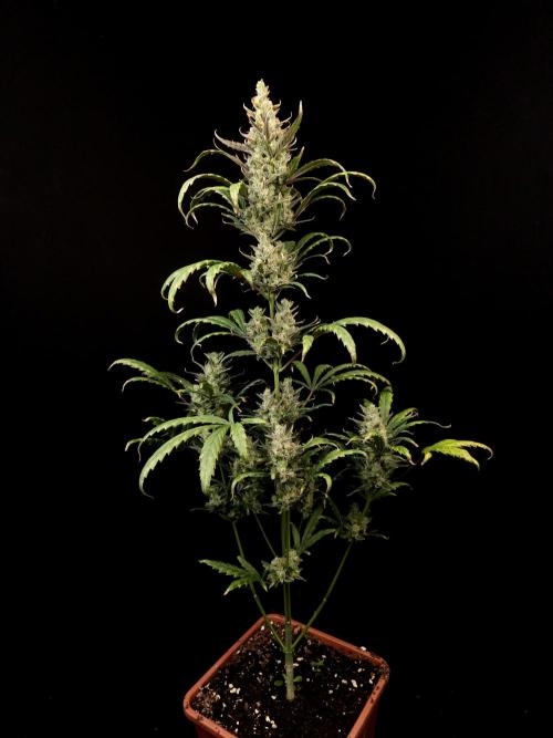 Girl scoute cookies auto. Week 9