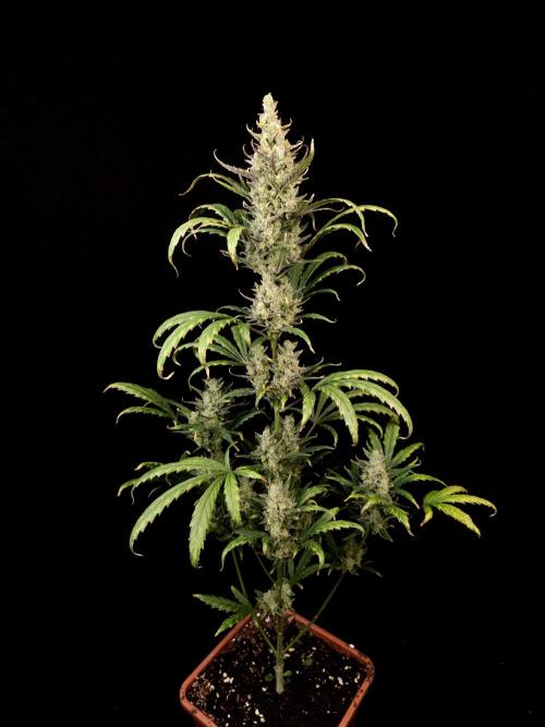 Girl scoute cookies auto. Week 9
