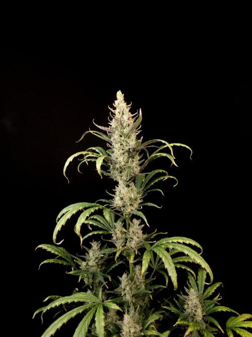 Girl scoute cookies auto. Week 9