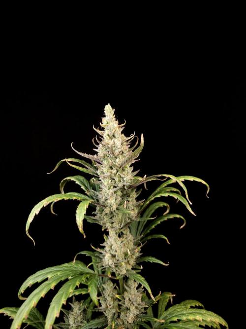 Girl scoute cookies auto. Week 9