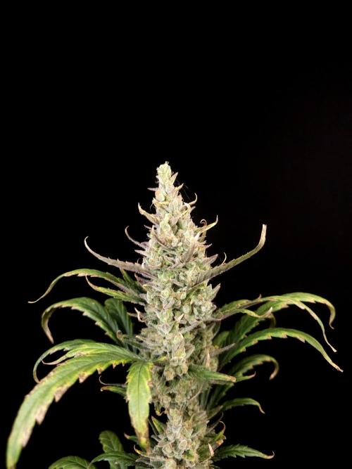 Girl scoute cookies auto. Week 9