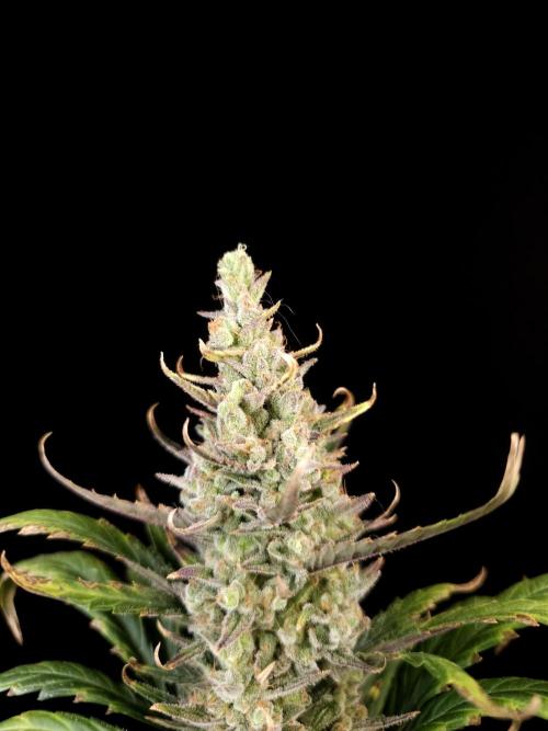 Girl scoute cookies auto. Week 9