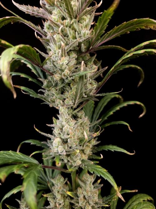 Girl scoute cookies auto. Week 9