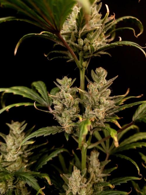 Girl scoute cookies auto. Week 9