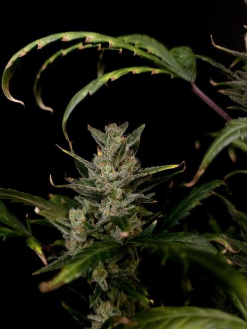 Girl scoute cookies auto. Week 9