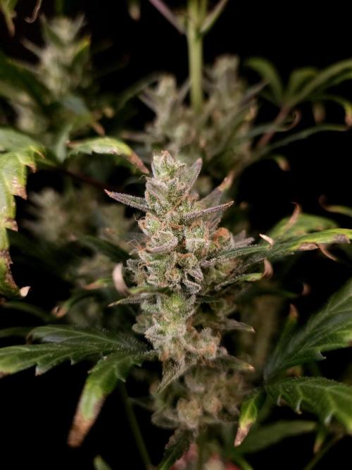 Girl scoute cookies auto. Week 9