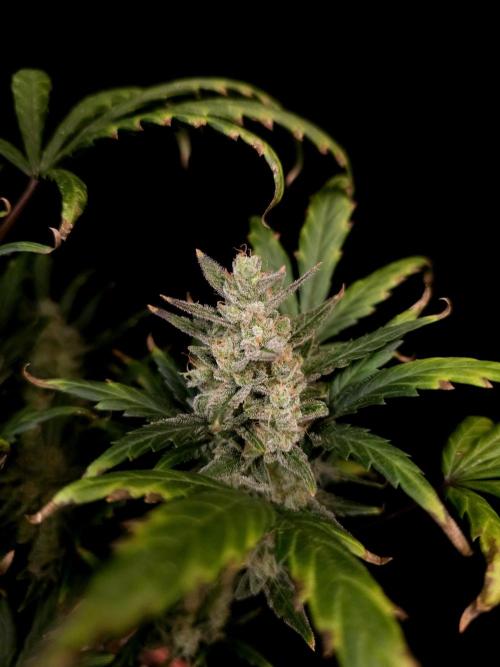 Girls Scout Cookies Automatic. Week 9