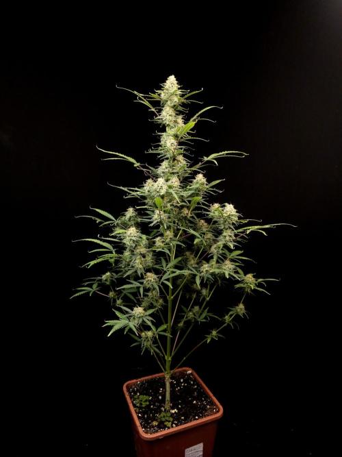 G.s.c auto 2. Week 9