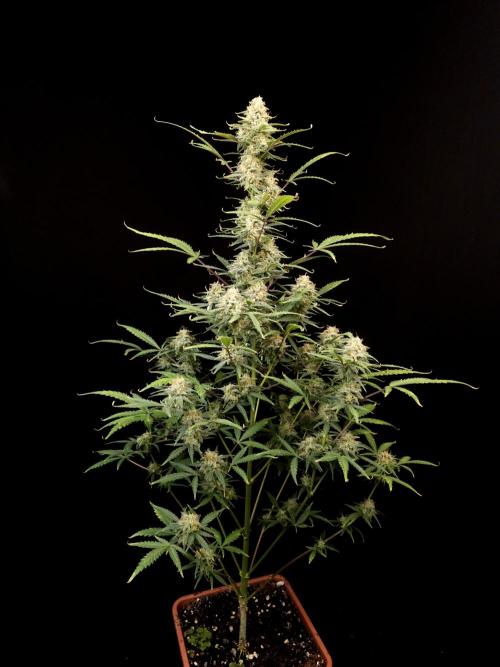 G.s.c auto 2. Week 9