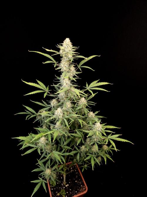 G.s.c auto 2. Week 9