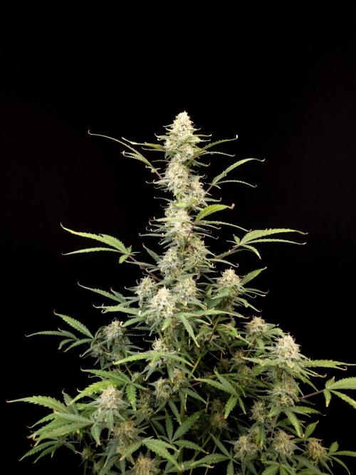 G.s.c auto 2. Week 9