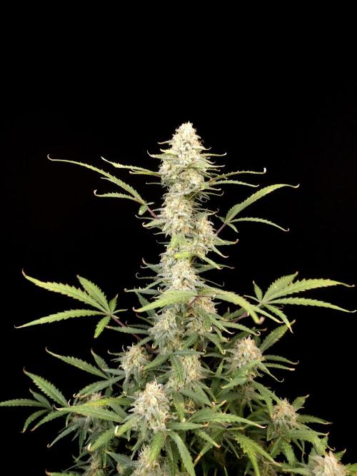 G.s.c auto 2. Week 9