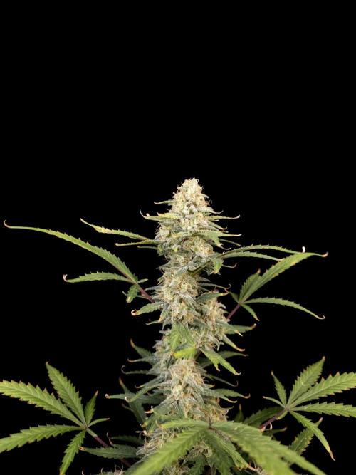 G.s.c auto 2. Week 9