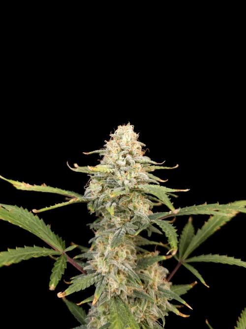 G.s.c auto 2. Week 9