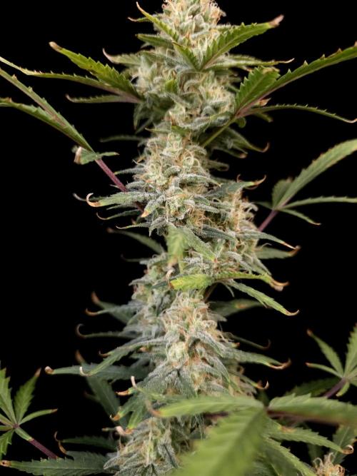 G.s.c auto 2. Week 9