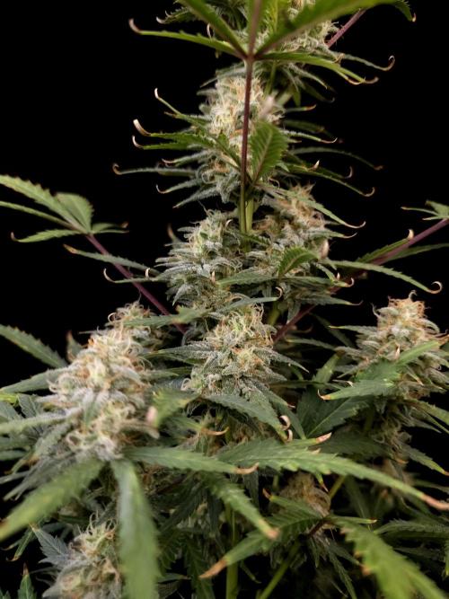 G.s.c auto 2. Week 9