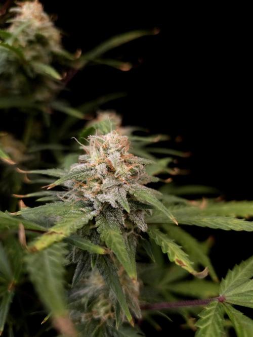 G.s.c auto 2. Week 9