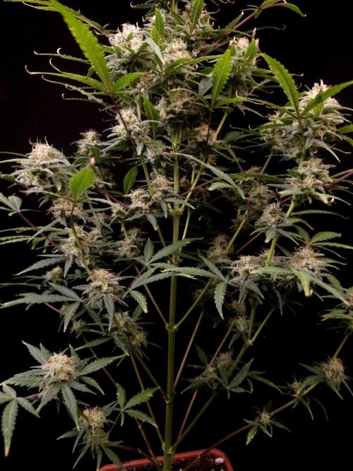 G.s.c auto 2. Week 9