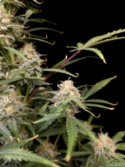 G.s.c auto 2. Week 9