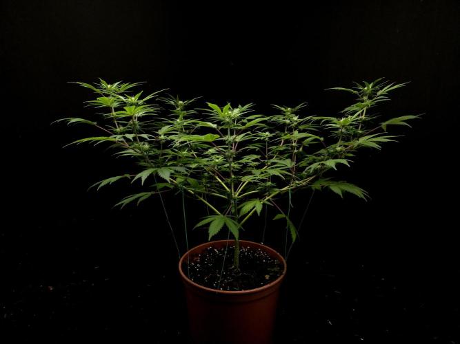 Sweet & Sour. Week 10
