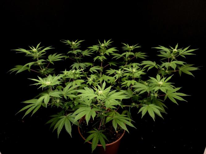 Sweet & Sour. Week 10