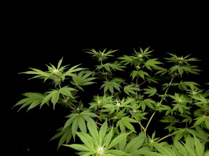 Sweet & Sour. Week 10
