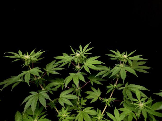 Sweet & Sour. Week 10