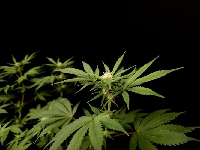 Sweet & Sour. Week 10