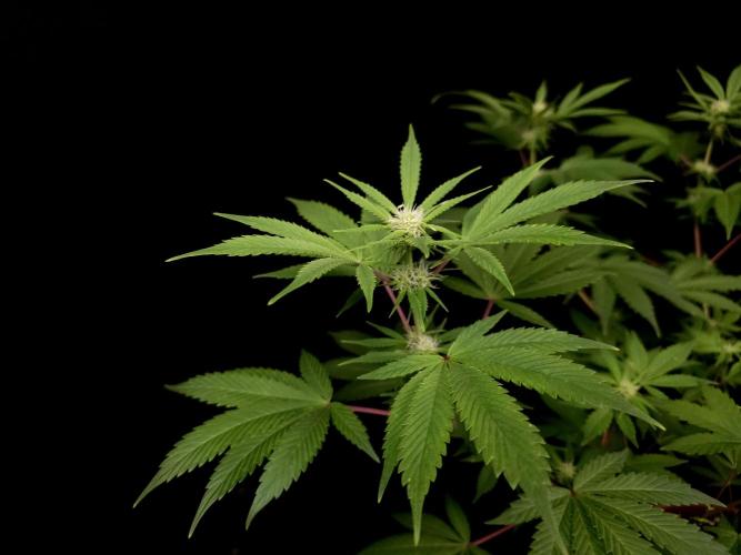 Sweet & Sour. Week 10