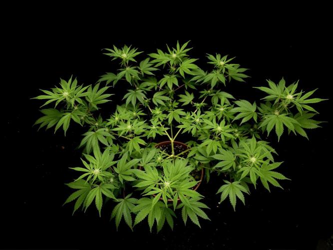 Sweet n Sour Indoor. Week 10