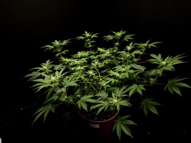 Snow White. Week 10