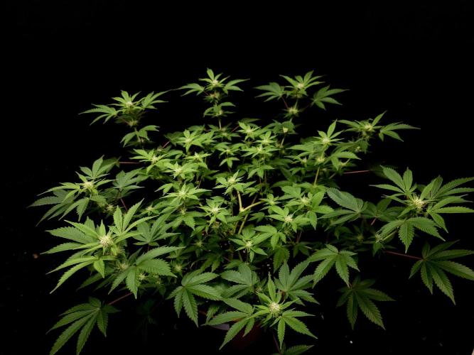 Snow White. Week 10
