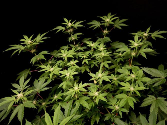 Snow White. Week 10