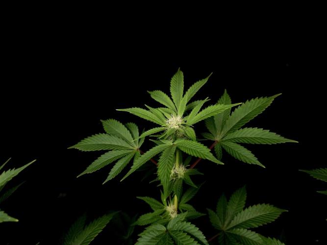 Snow White. Week 10