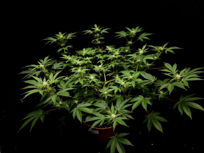 Snow White. Week 10