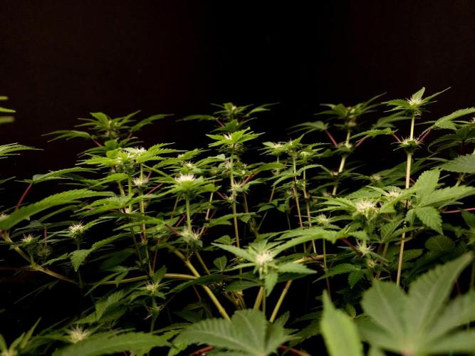 Snow White. Week 10