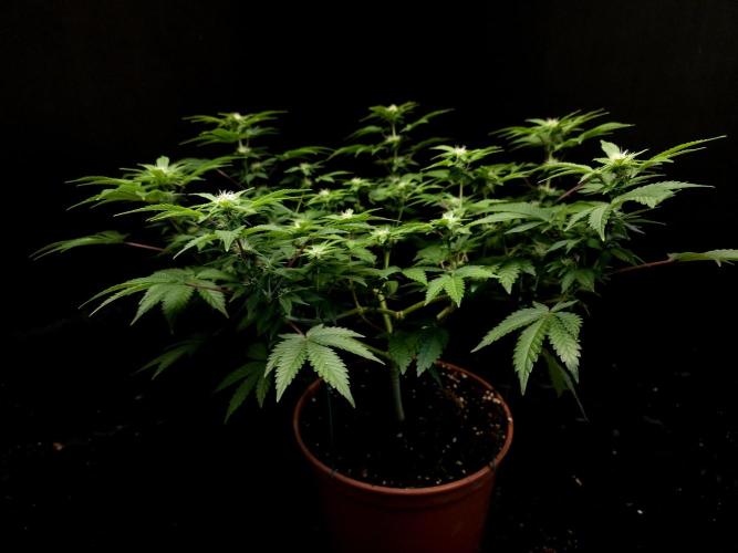 Skunk. Week 10
