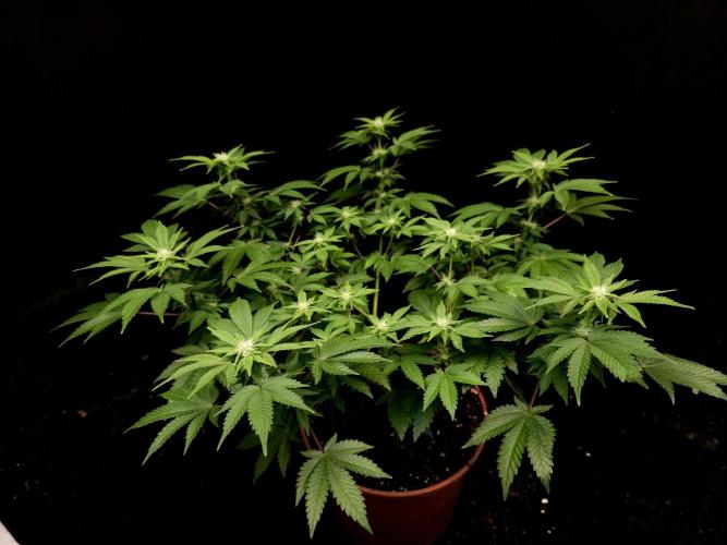 Skunk. Week 10