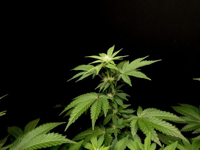 Skunk. Week 10