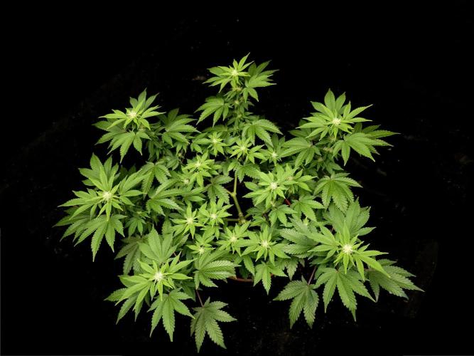 Skunk. Week 10