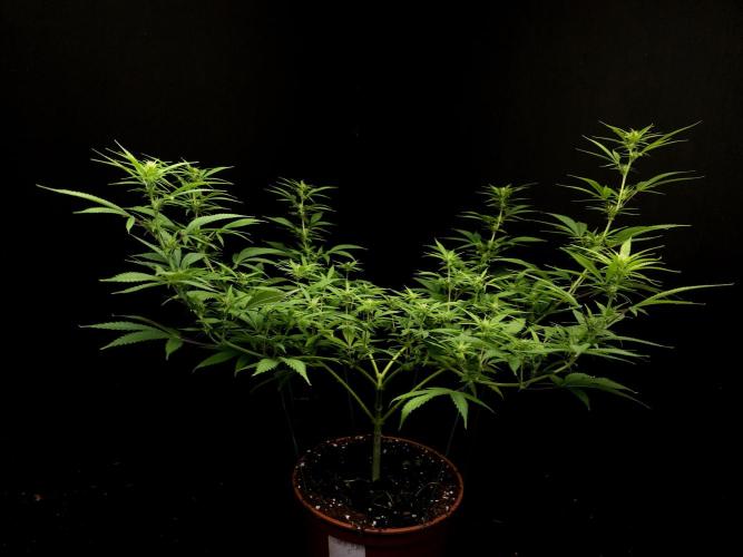 Power plant. Week 10