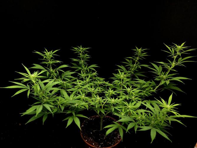 Power plant. Week 10