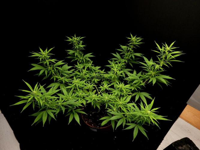 Power plant. Week 10